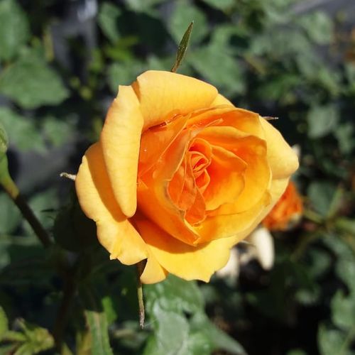Rosa  Bentheimer Gold ® - oranžová - Stromkové růže, květy kvetou ve skupinkách - stromková růže s keřovitým tvarem koruny